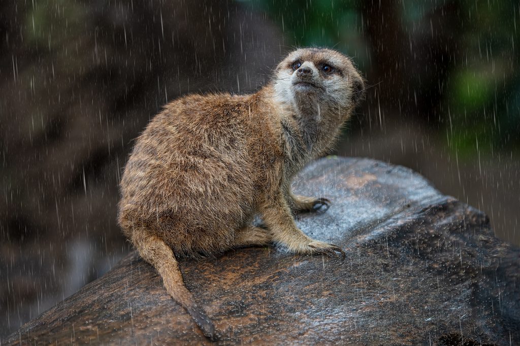 Stop The Rain - Howard Hunt